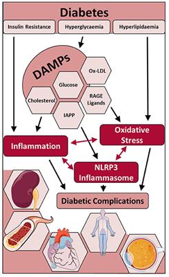 Oxidative Stress and NLRP3-Inflammasome Activity as Significant Drivers of Diabetic Cardiovascular Complications: Therapeutic Implications